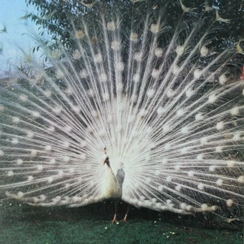 Today&rsquo;s colors