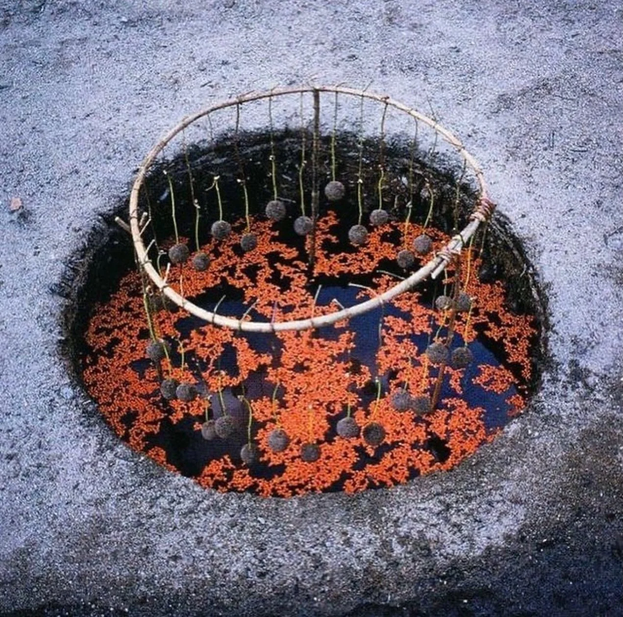 environmental artworks by Nils-Udo