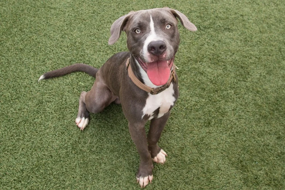 Photo of a gray and white pitbull terrier mix puppy named Frodo