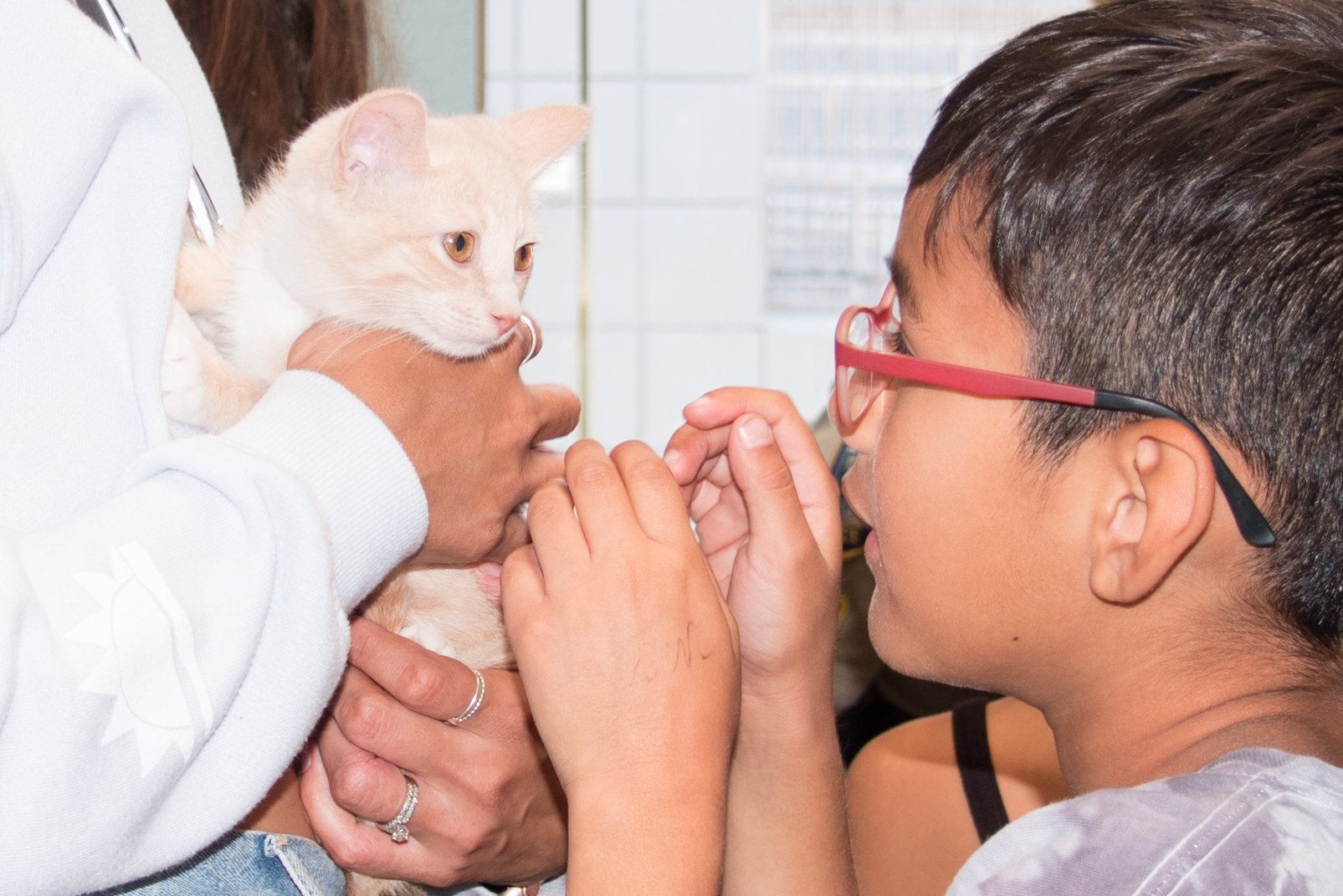Santa Monica Animal Shelter Foundation Fundraiser-Kitten Room