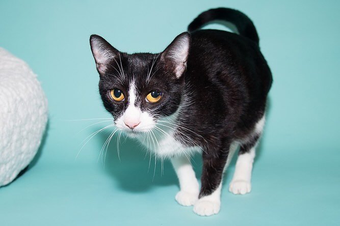 Today our @santamonicaanimalshelter #petoftheday is Wonkers. She is very friendly, loves pets and cuddling. To meet her, any of the available animals, call the shelter at (310)458-8595 or visit them at 1640 9th St, Santa Monica 90404 they are open Tu