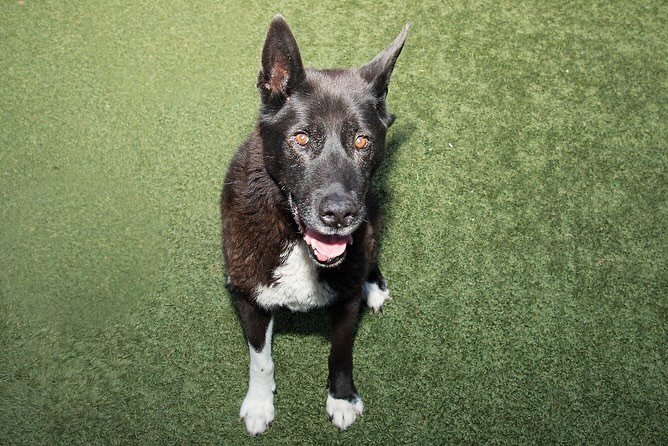 Meet King, he is our @santamonicaanimalshelter #petoftheday He is such a sweetheart! King is 13 years young and needs a loving home to live out his golden years. He enjoys playing fetch, walks and resting by your side. He&rsquo;s such a good boy!

To