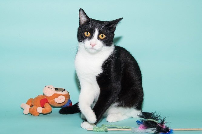 More cuteness with kitty Tara available for adoption at the @santamonicaanimalshelter To meet her, any of the available animals, call the Shelter at (310)458-8595 or visit them at 1640 9th St, Santa Monica 90404 they are open Tues- Sat from 8am to 5p