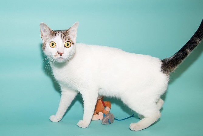 Today our @santamonicaanimalshelter #petoftheday is Suki. 💗Suki is so friendly, loves to play and is very sweet. During her photo shoot Suki was ready to get back to playtime with her new mouse toys donated from our @chewy wishlist, which she loves 