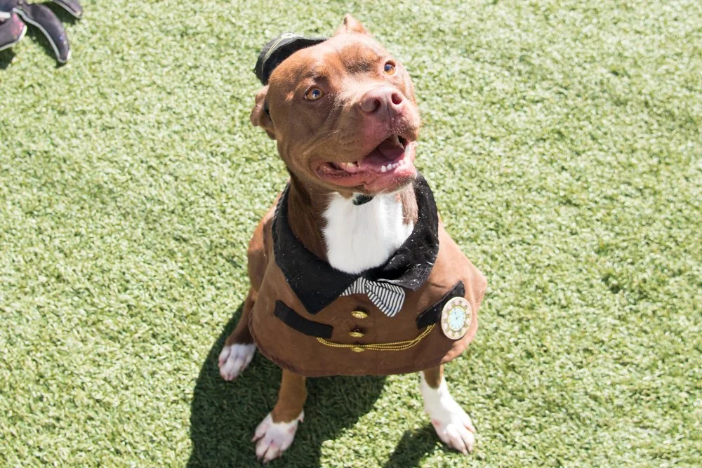 Photo of a brown dog named Bosco