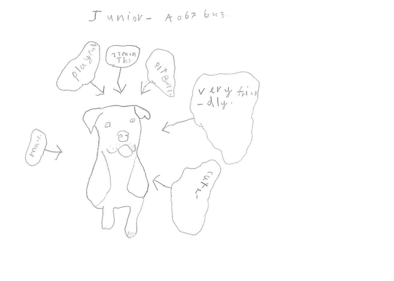 Dog Junior.jpeg