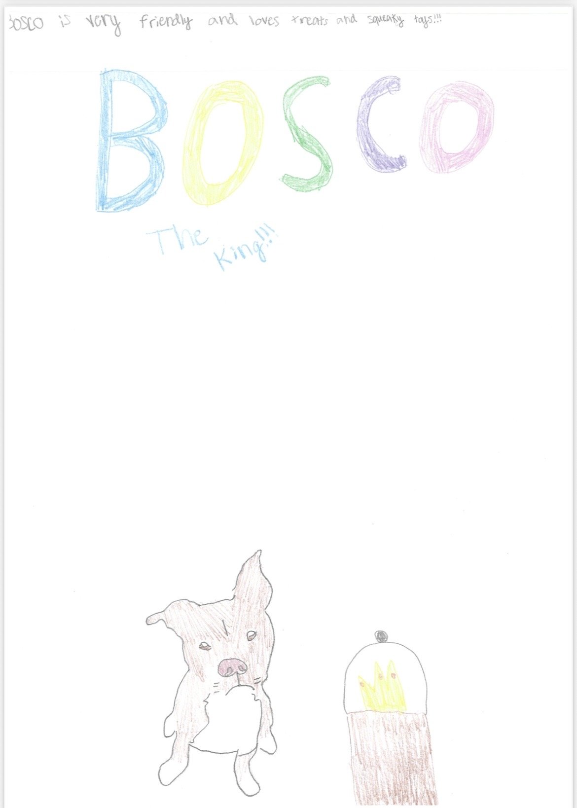 Bosco Dog.jpeg