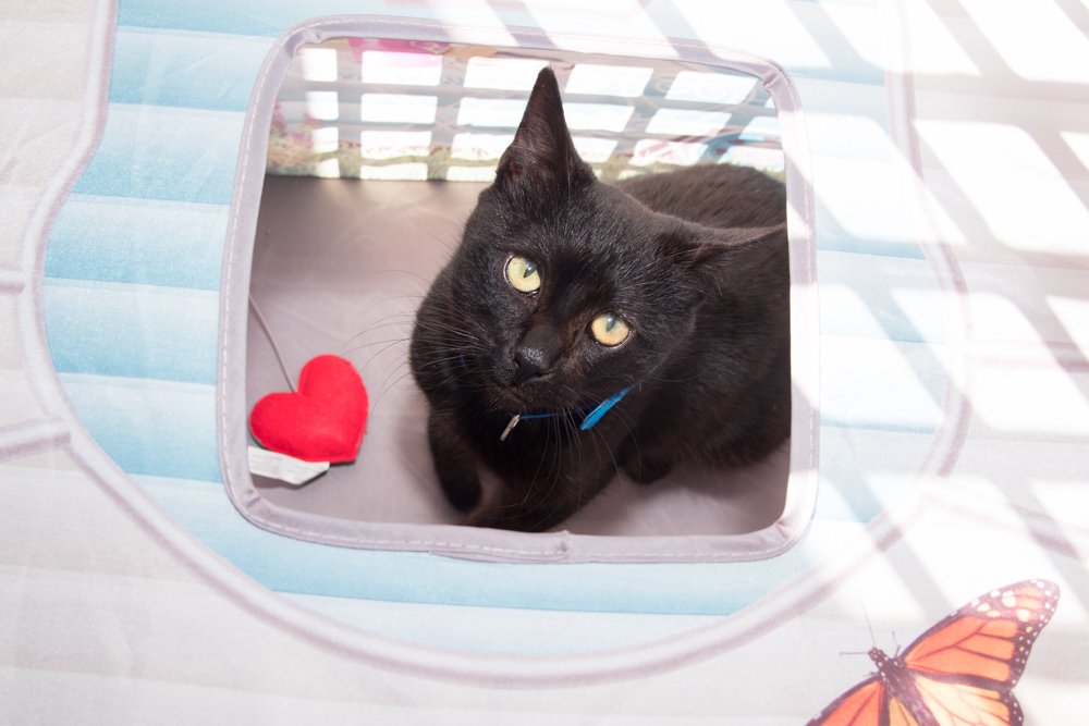 Charlie A068044-6581.jpg