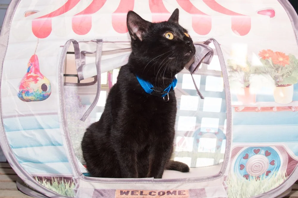 Charlie A068044-6595.jpg