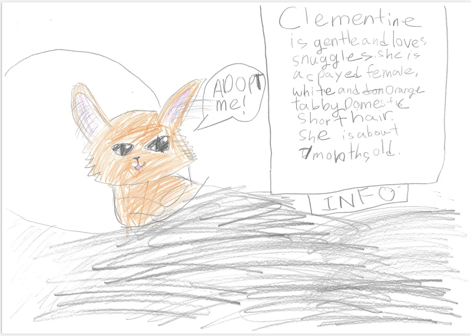 Cat Clementine.jpeg