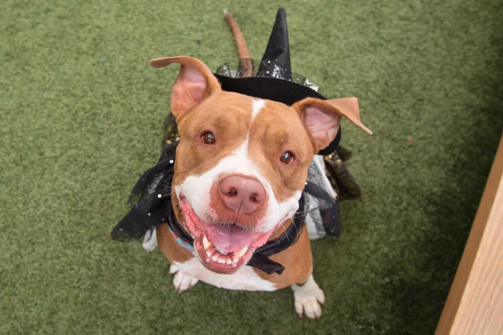 Cheri Pie A069378-4959.jpg