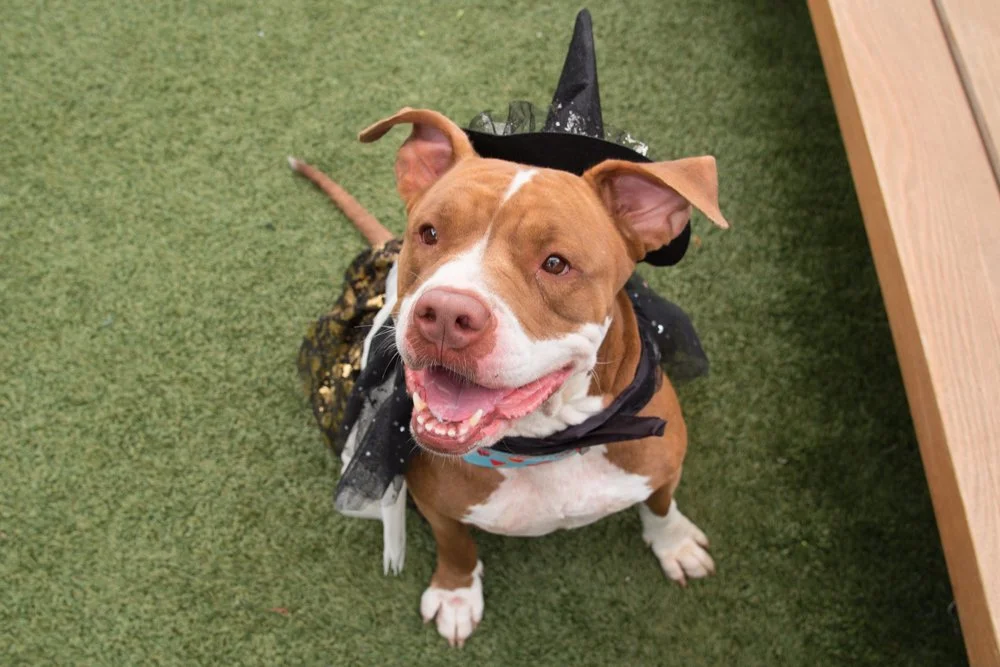 Cheri Pie A069378-4963.jpg