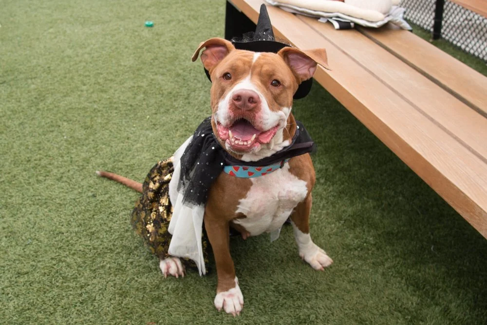 Cheri Pie A069378-4966.jpg