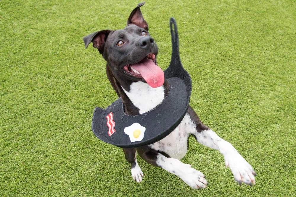 Dubs A069340-4325.jpg