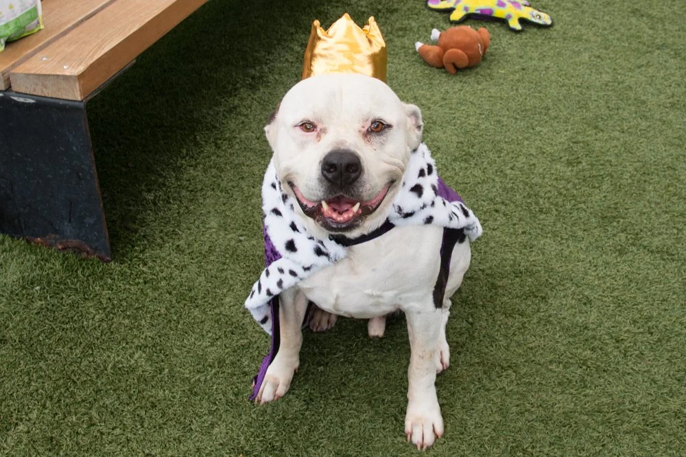 Leonidas A069108-4137.jpg