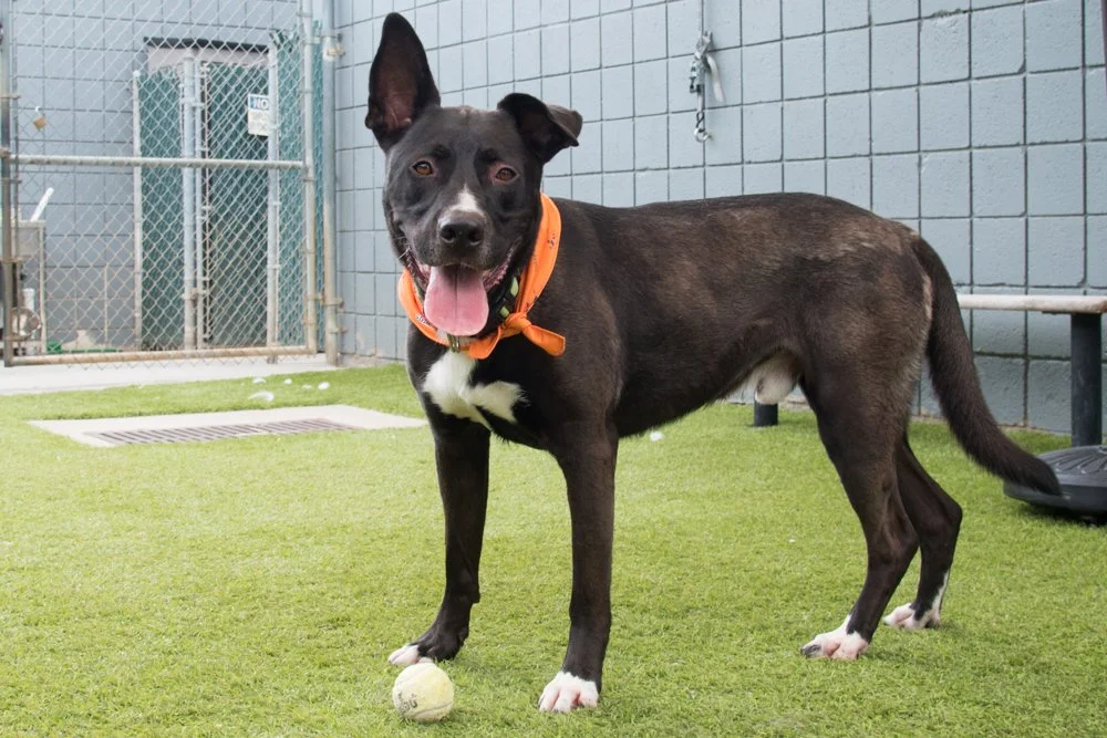 Pete A065318-4403.jpg