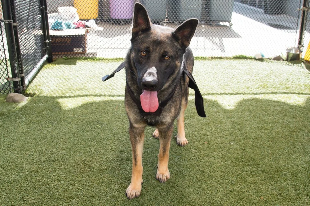 Falafel A069214