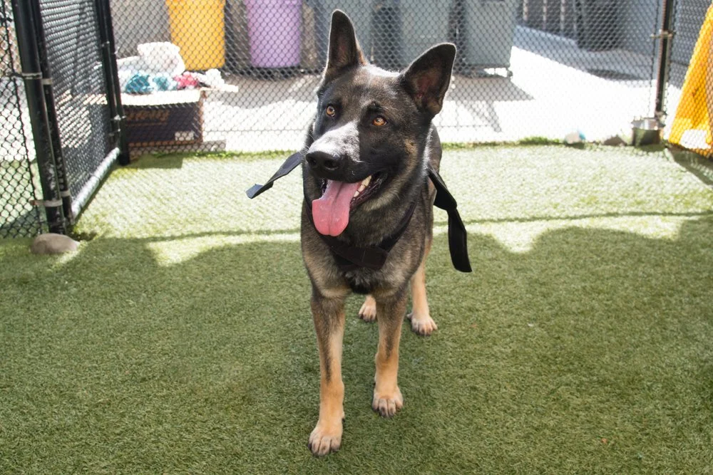 Falafel A069214