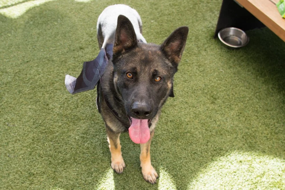 Falafel A069214