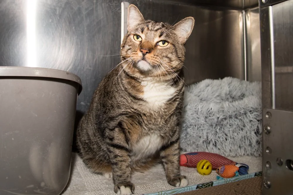 Photo of a brown and white tabby cat named Jasper