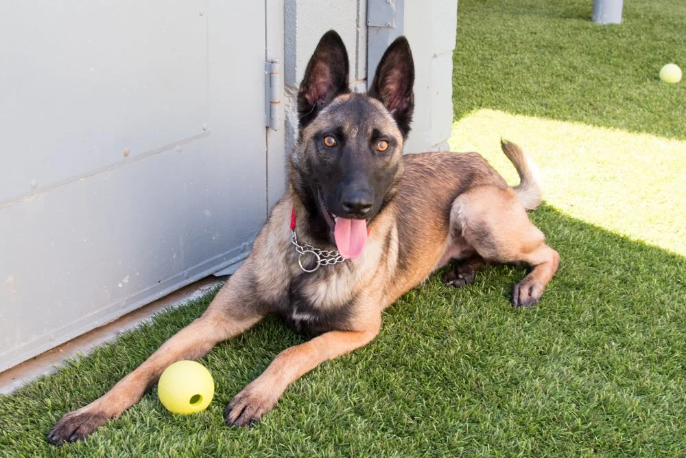 Photo of a brown and black neutered male, brown and black Belgian Malinois named Chris.