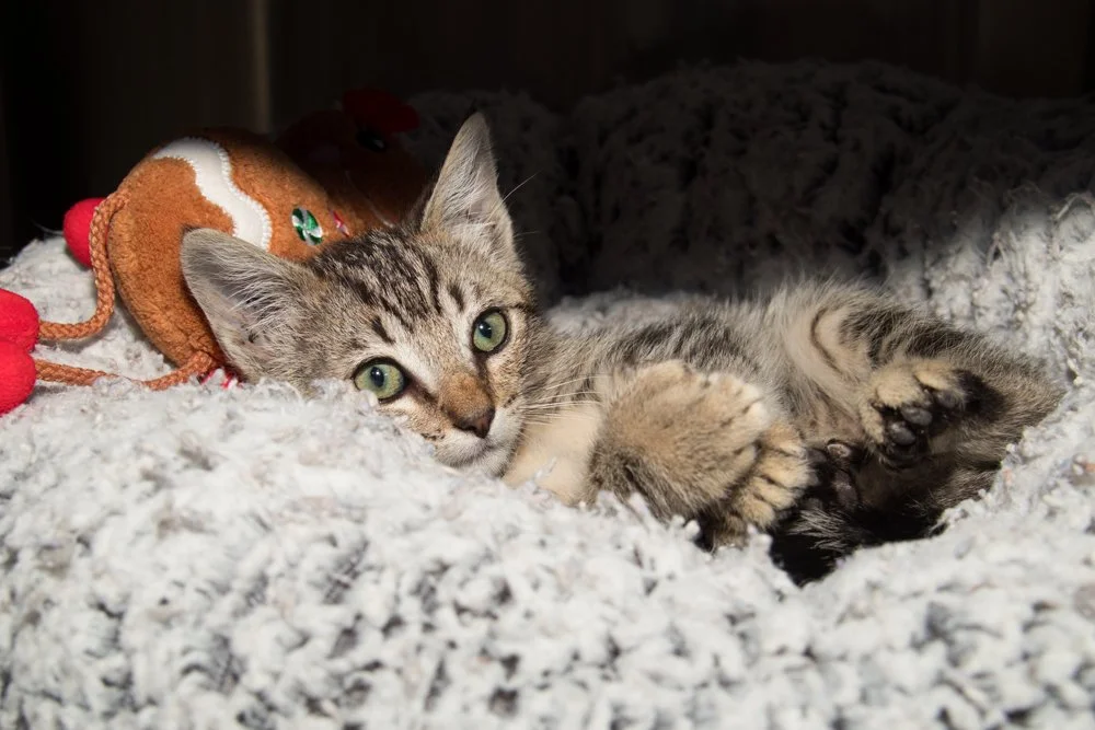 Photo of a tabby kitten named Hitch
