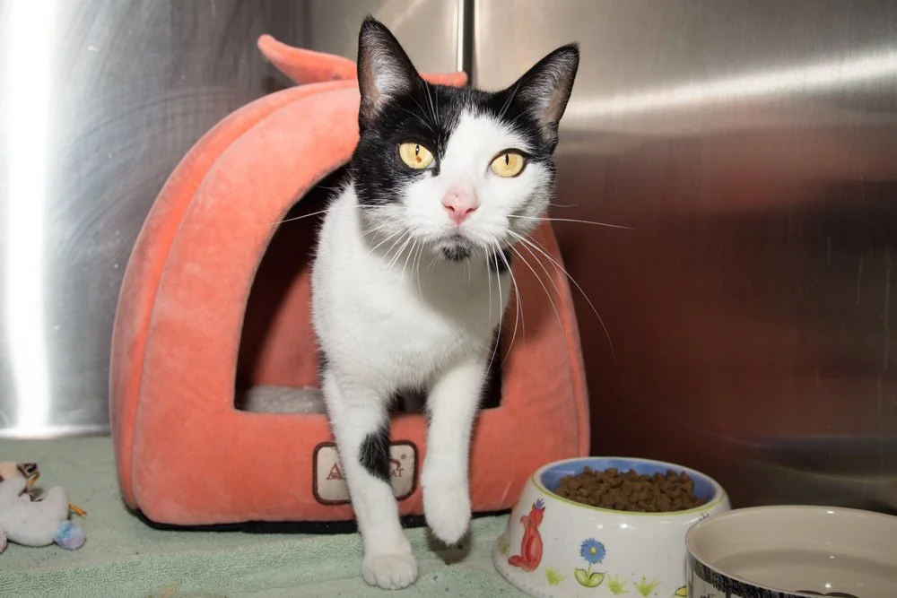 photo of a black and white cat named Judy
