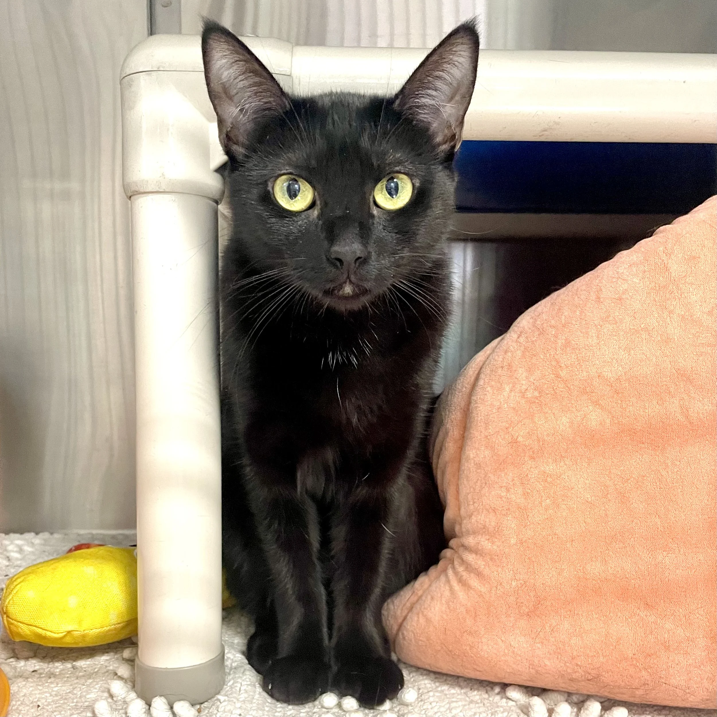 Photo of a black cat named Marvis
