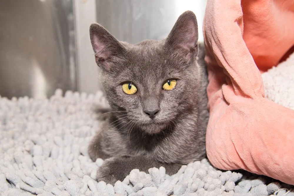 Photo of a gray kitten named Neptune