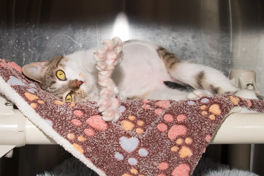 Photo of a gray and white tabby cat named Polly D