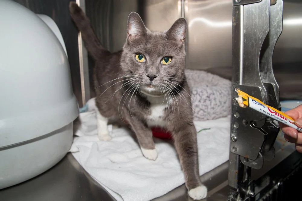 Photo of a gray and white cat named Smoki