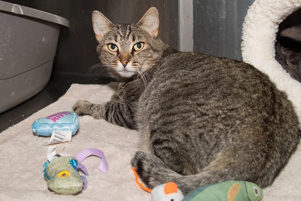 Photo of a gray tabby cat named koukla lily