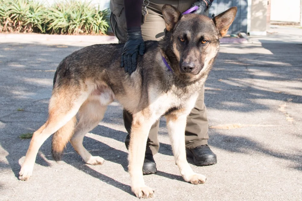 Photo of a german shepherd dog named Shawarma
