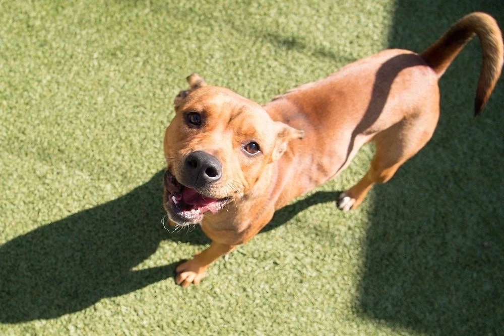Photo of a brown and white pitbull named Canela