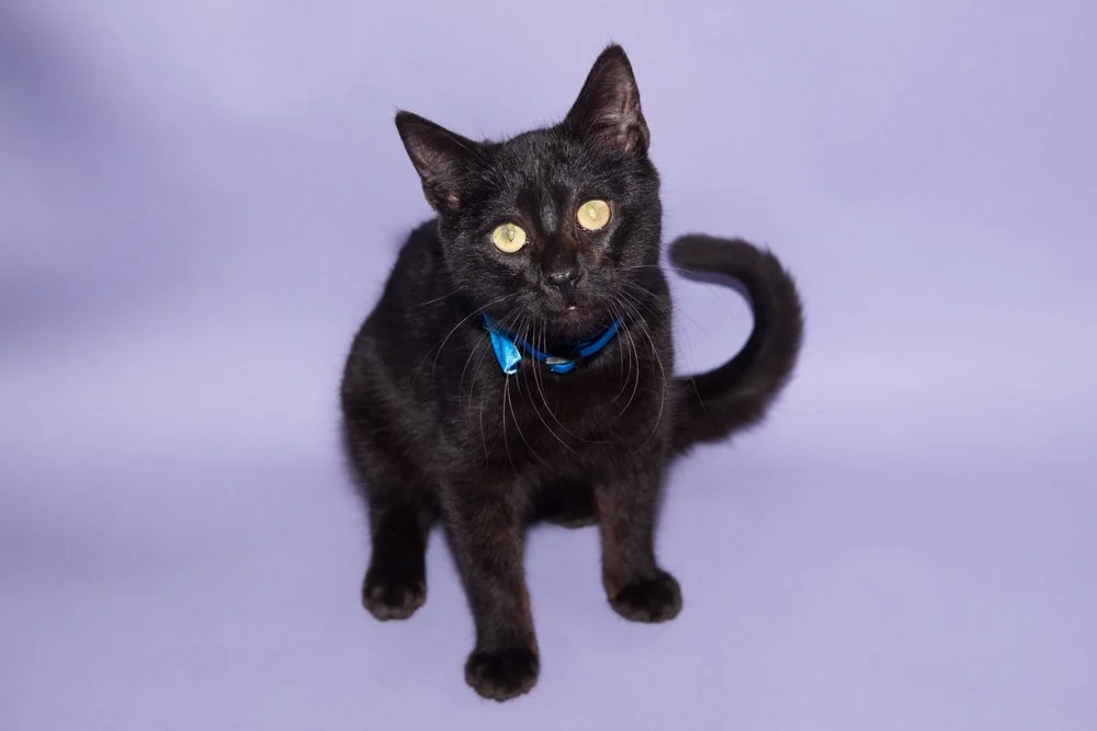 Photo of a black kitten named Charlie