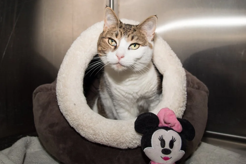 Photo of a brown tabby cat named Freyja