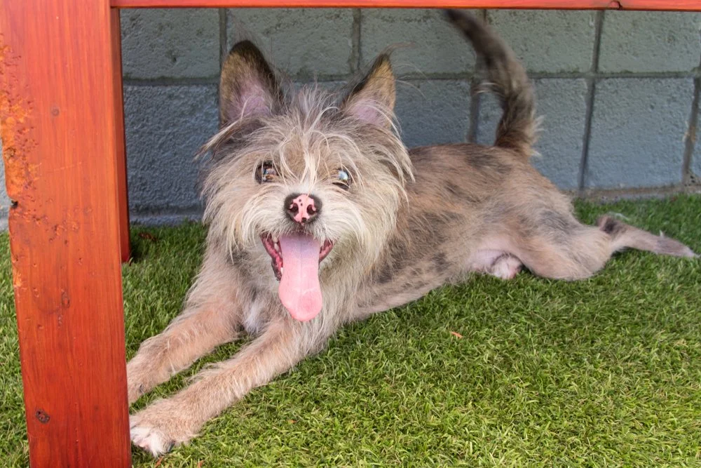 Photo of a brown terrier mix dog named Pumpkin