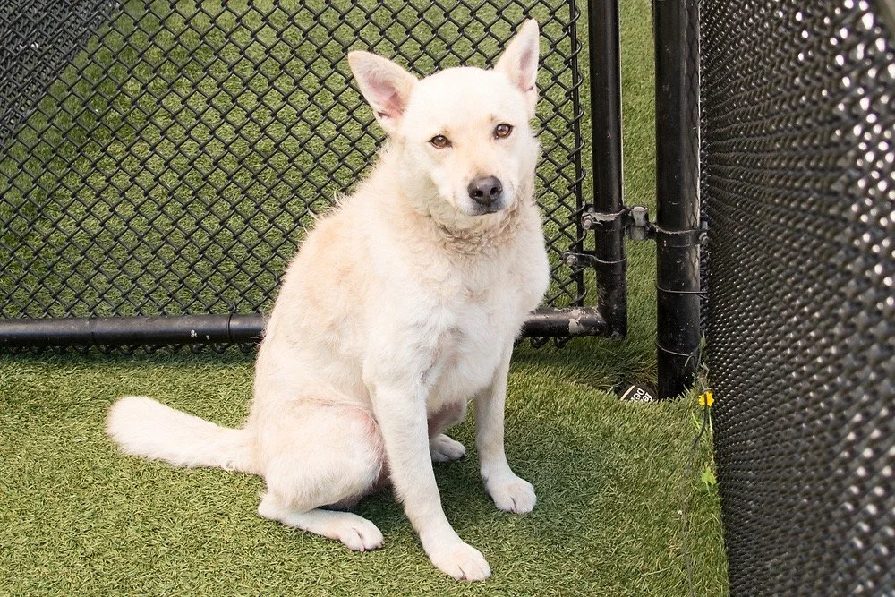 Photo of a cream dog named Toby