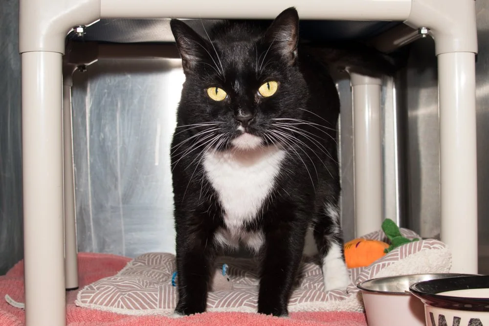 Photo of a black and white cat named Katerina