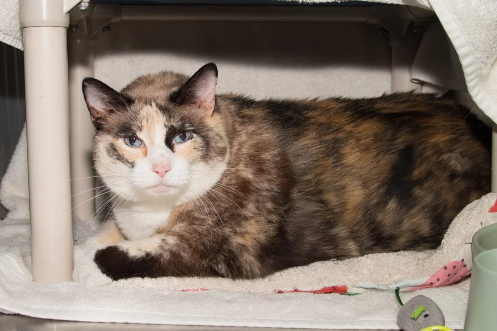 Photo of a brown and white cat named Daisy