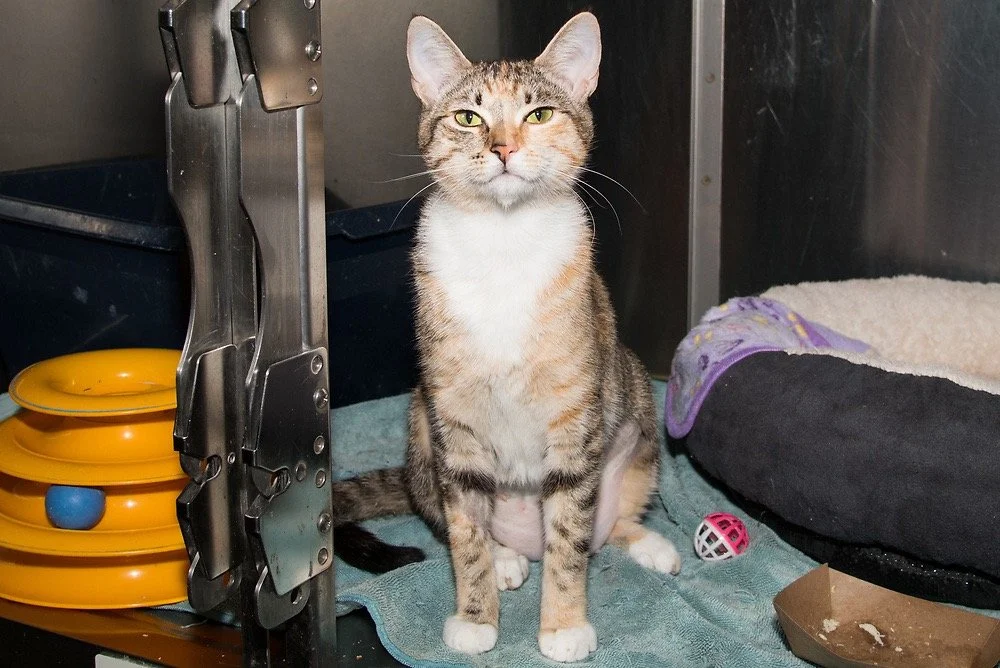 Photo of a white and brown cat named Fluffy
