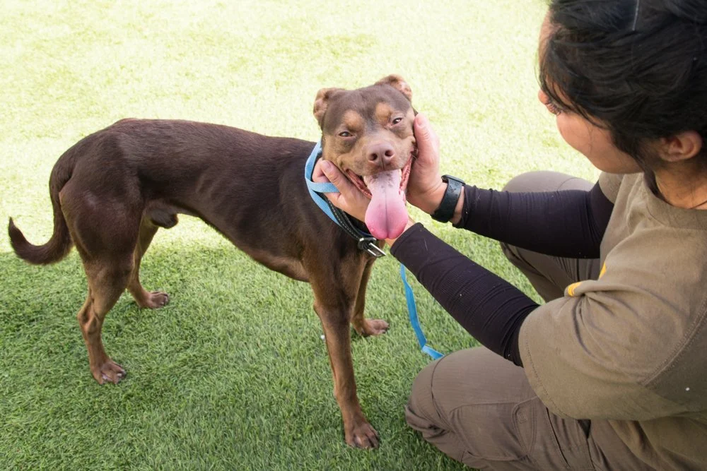 Photo of a small brown pittbull terrier mix dog named Little One