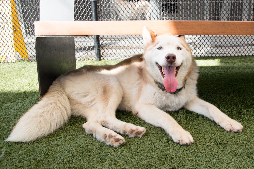 Photo of a husky dog named Hummus