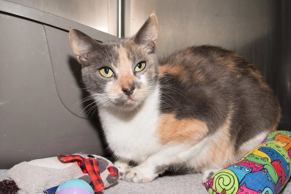 Photo of a calico cat named Cynthia