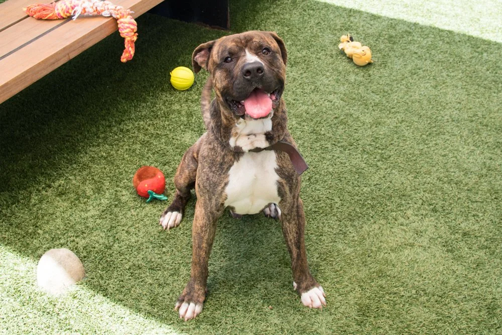 Photo of a brown dog named Love