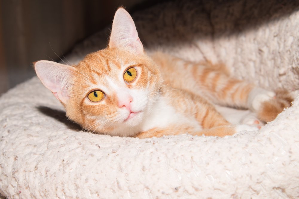 Photo of a orange and white cat named Clementine