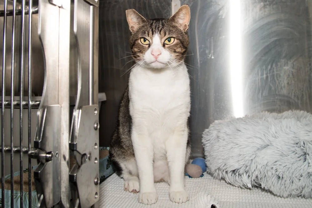 Photo of a brown and white cat named Iggy