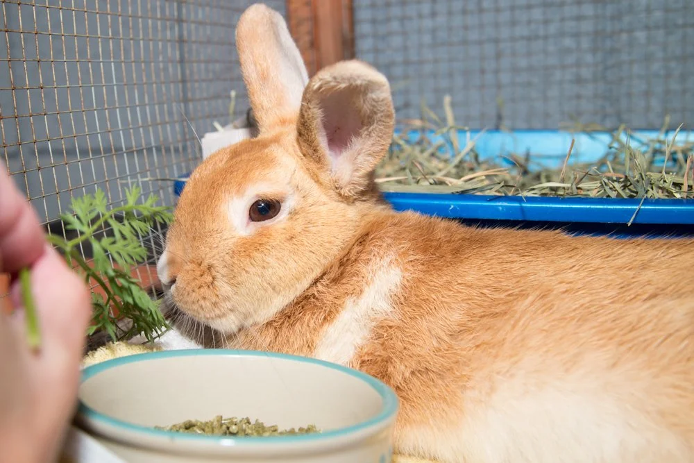 Photo of a brown rabbit named Butterscotch Bun