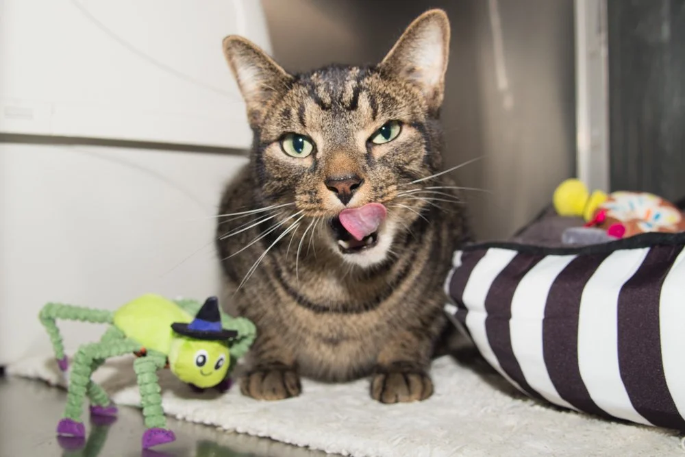 Photo of a brown tabby cat named Shadow