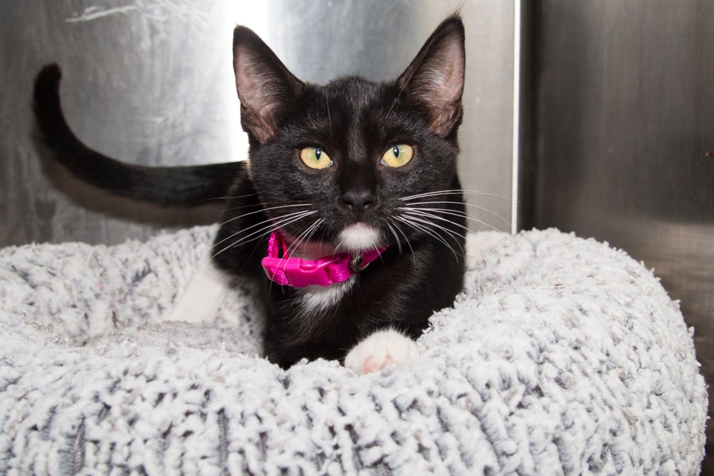 Photo of a black and white cat named Gene